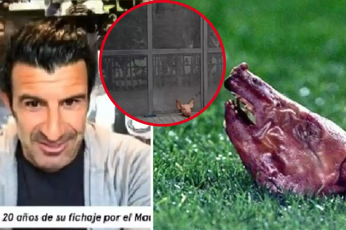 Montage con Luis Figo a la izquierda, una cabeza de cerdo a la derecha y un círculo arriba en el medio con la cabeza de un cerdo en la enntrada del campo de fútbol del Argentona