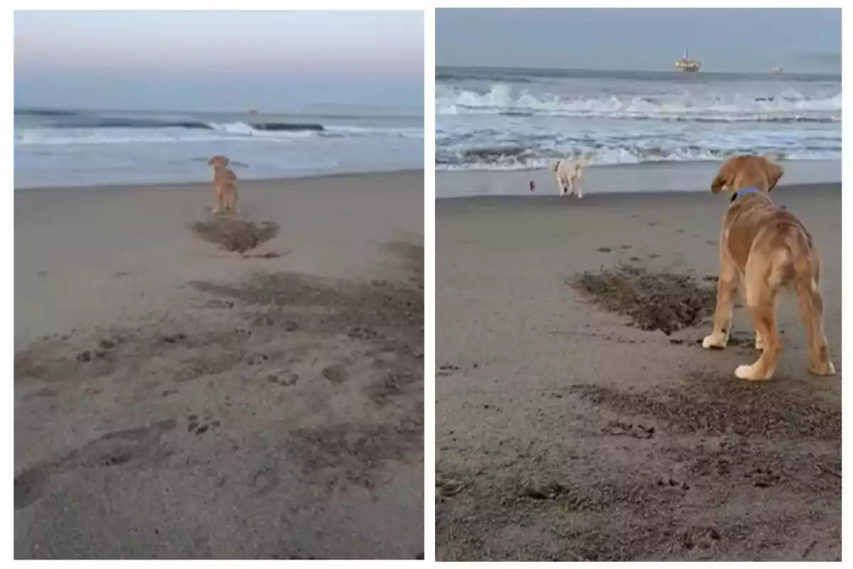 Dos perros en la playa observan el mar mientras dejan huellas en la arena.