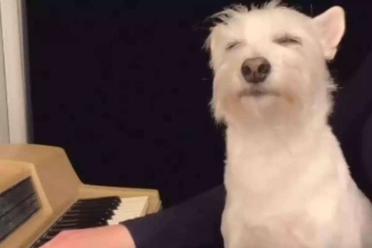 Un perro blanco con los ojos cerrados sentado junto a un teclado musical.