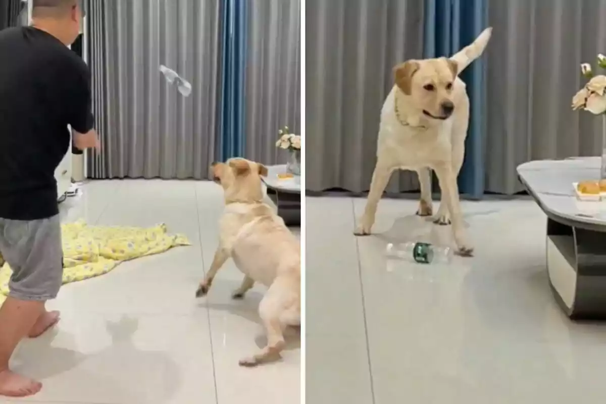 Un hombre jugando con un perro en una sala, lanzando una botella de plástico.