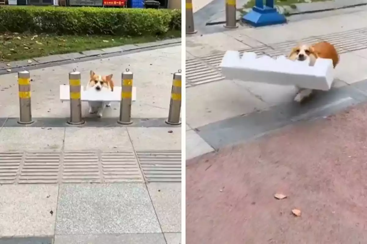 Un perro corgi lleva un gran trozo de espuma de poliestireno en la boca mientras intenta pasar entre unos postes metálicos en la acera.