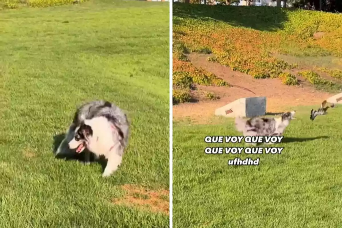 Un perro corriendo en un parque con texto superpuesto que dice "QUE VOY QUE VOY QUE VOY QUE VOY ufhdhd".