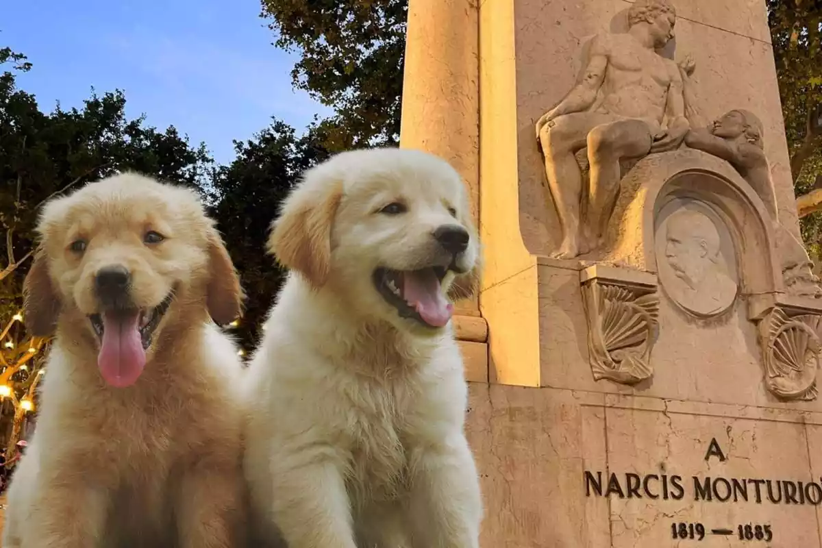 Montaje con una imagen de la Rambla de Figueres y a la izquierda dos cachorros de Golden Retriever