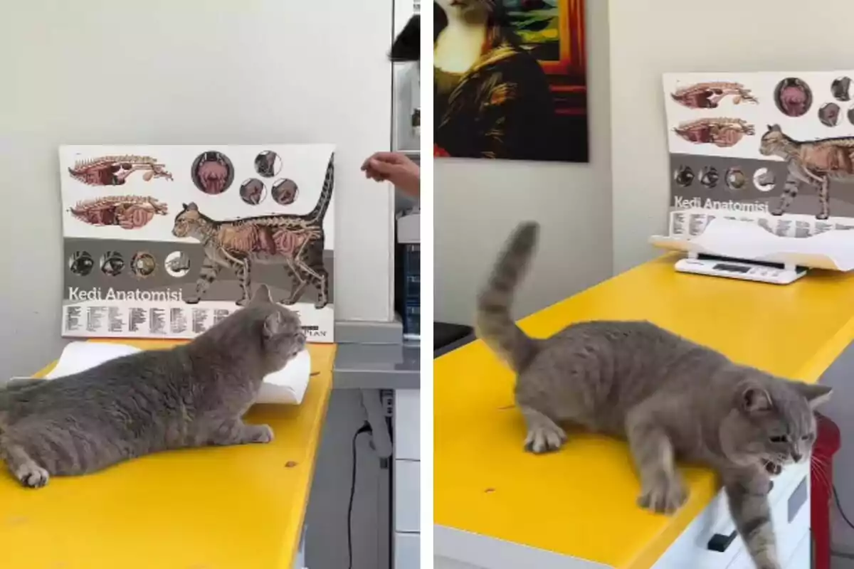 Un gato gris está sobre una mesa amarilla en una clínica veterinaria, con un póster de anatomía felina en el fondo.