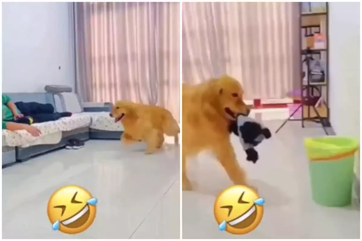 Un perro golden retriever lleva un juguete en la boca mientras camina por una sala con un sofá y una papelera, acompañado de un emoji de risa.