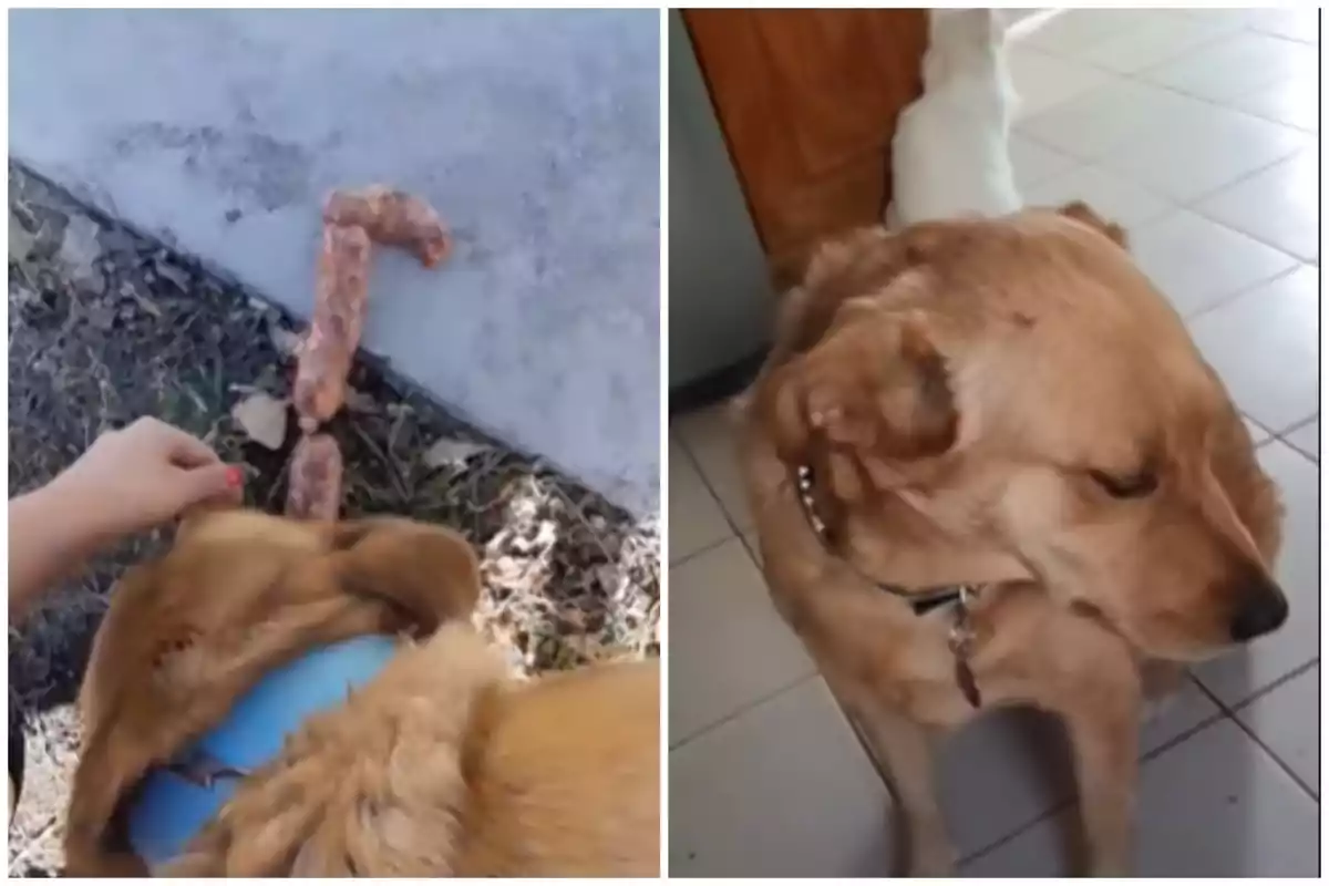 Capturas del vídeo viral de un Golden Retriever robando chorizo a unos obreros