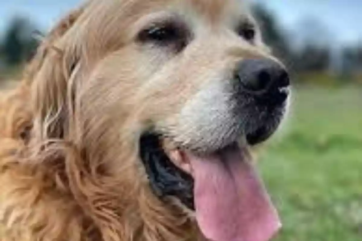 Un perro de raza Golden Retriever con la lengua afuera en un campo verde.