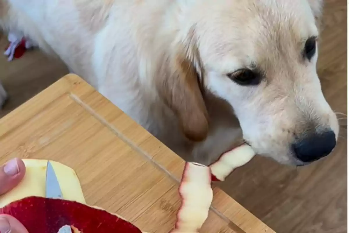 Un perro observando a una persona pelar una manzana sobre una tabla de cortar.