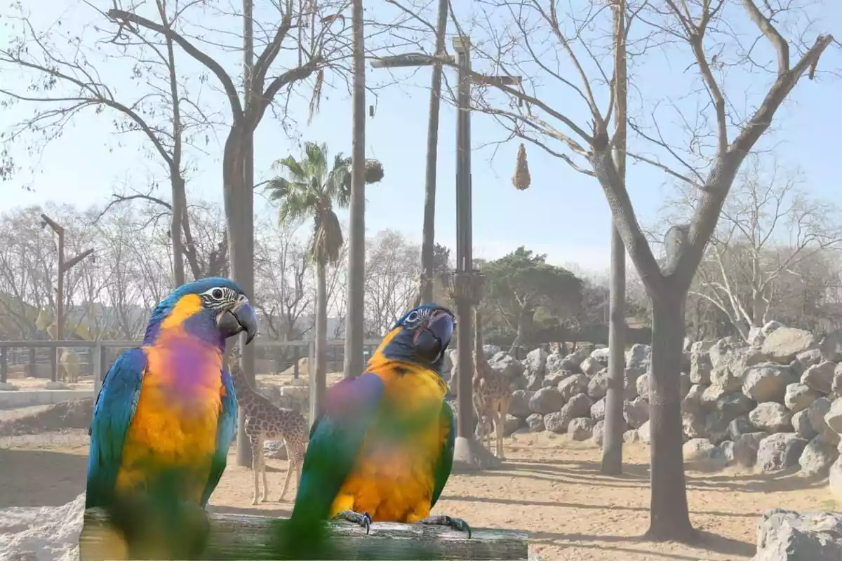 Dos guacamayos barbiazules son la novedad del zoo de Barcelona