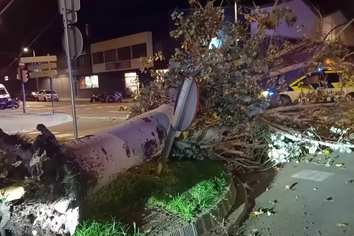 Un árbol caído bloquea una calle por la noche con una señal de tráfico atrapada entre sus ramas y un coche de policía al fondo.