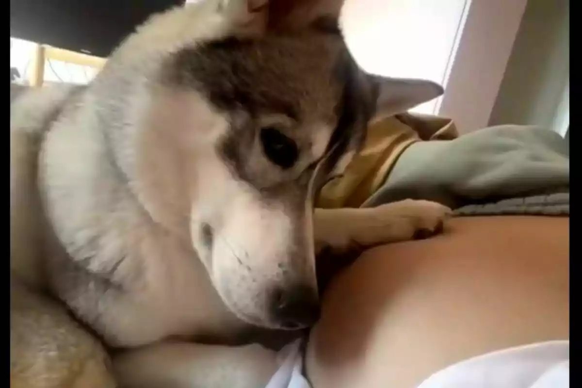 Perro husky apoyando su cabeza en el vientre de una persona.