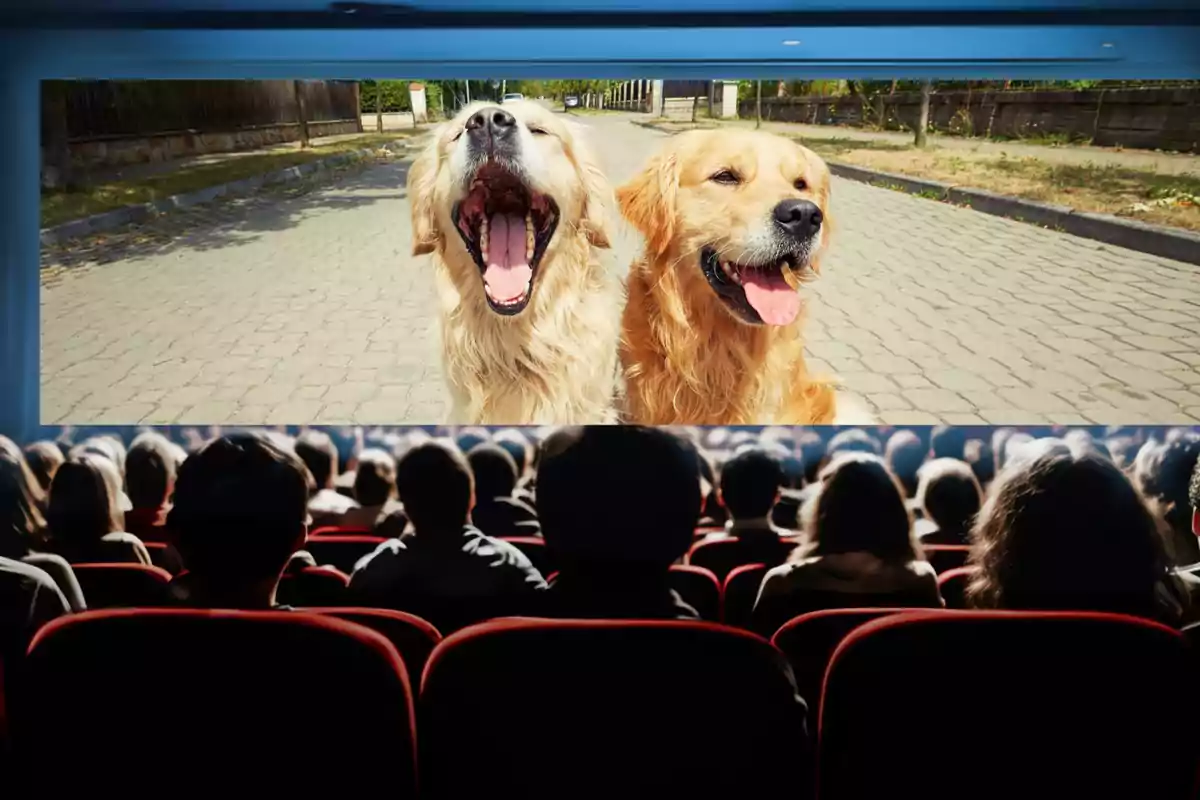 Una audiencia en un cine viendo una película con dos perros golden retriever en la pantalla.