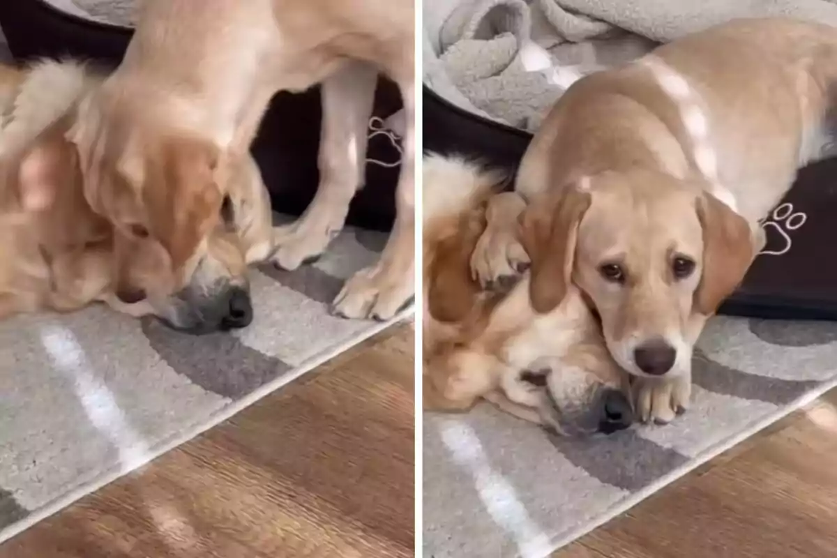 Dos perros descansan juntos en el suelo, uno de ellos está acostado sobre el otro.