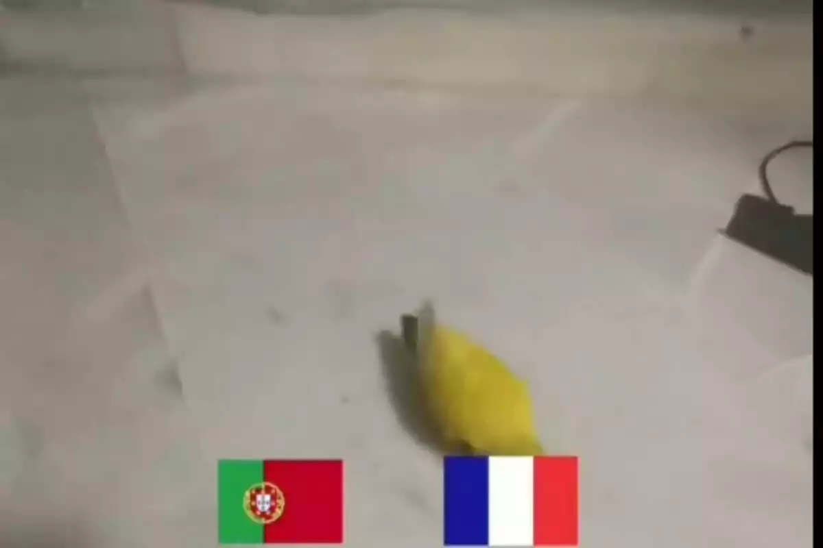 Un pájaro amarillo está en el suelo con las banderas de Portugal y Francia en la parte inferior de la imagen.