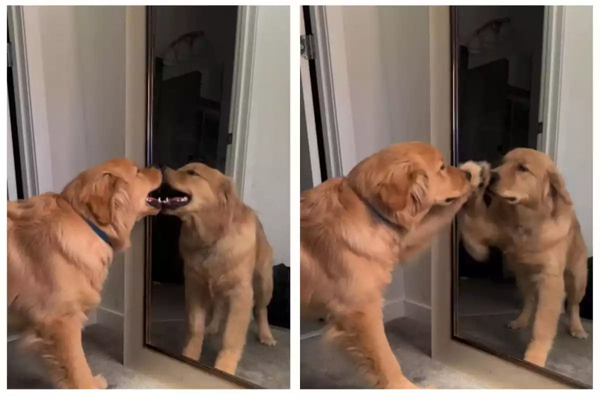 Un perro golden retriever interactuando con su reflejo en un espejo.