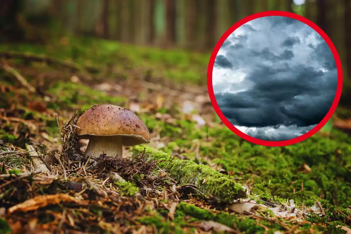 Un hongo marrón crece en un bosque con musgo, con una imagen circular de nubes oscuras en la esquina superior derecha.