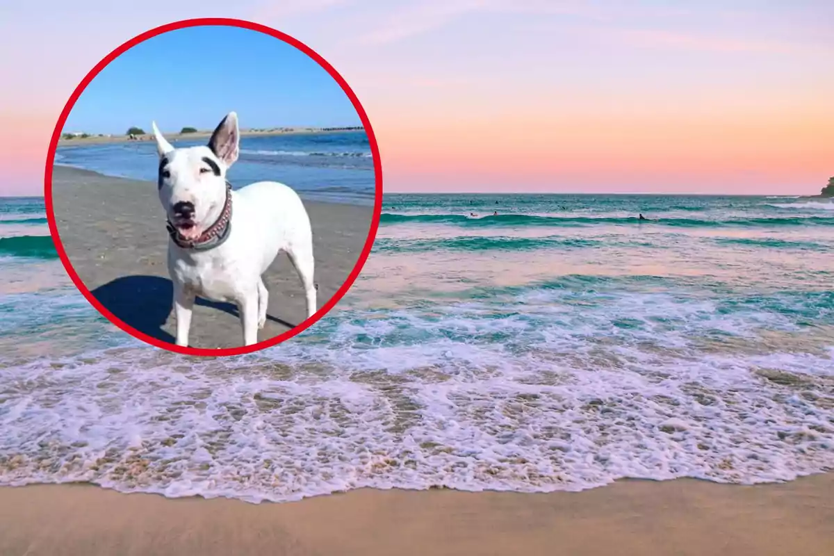 Un perro blanco con manchas negras en la playa dentro de un círculo rojo sobre un fondo de mar y cielo al atardecer.