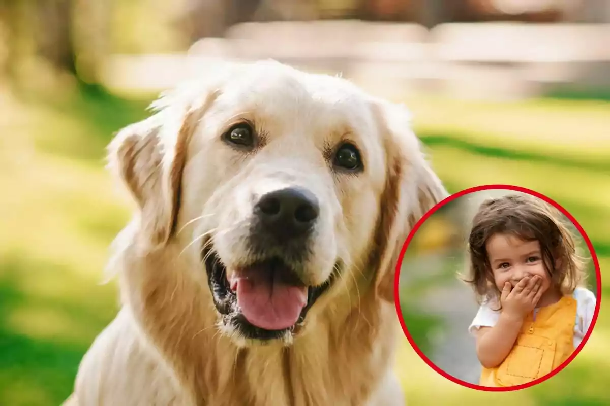 Un perro de raza Golden Retriever con una expresión alegre y una niña pequeña sonriendo dentro de un círculo rojo.