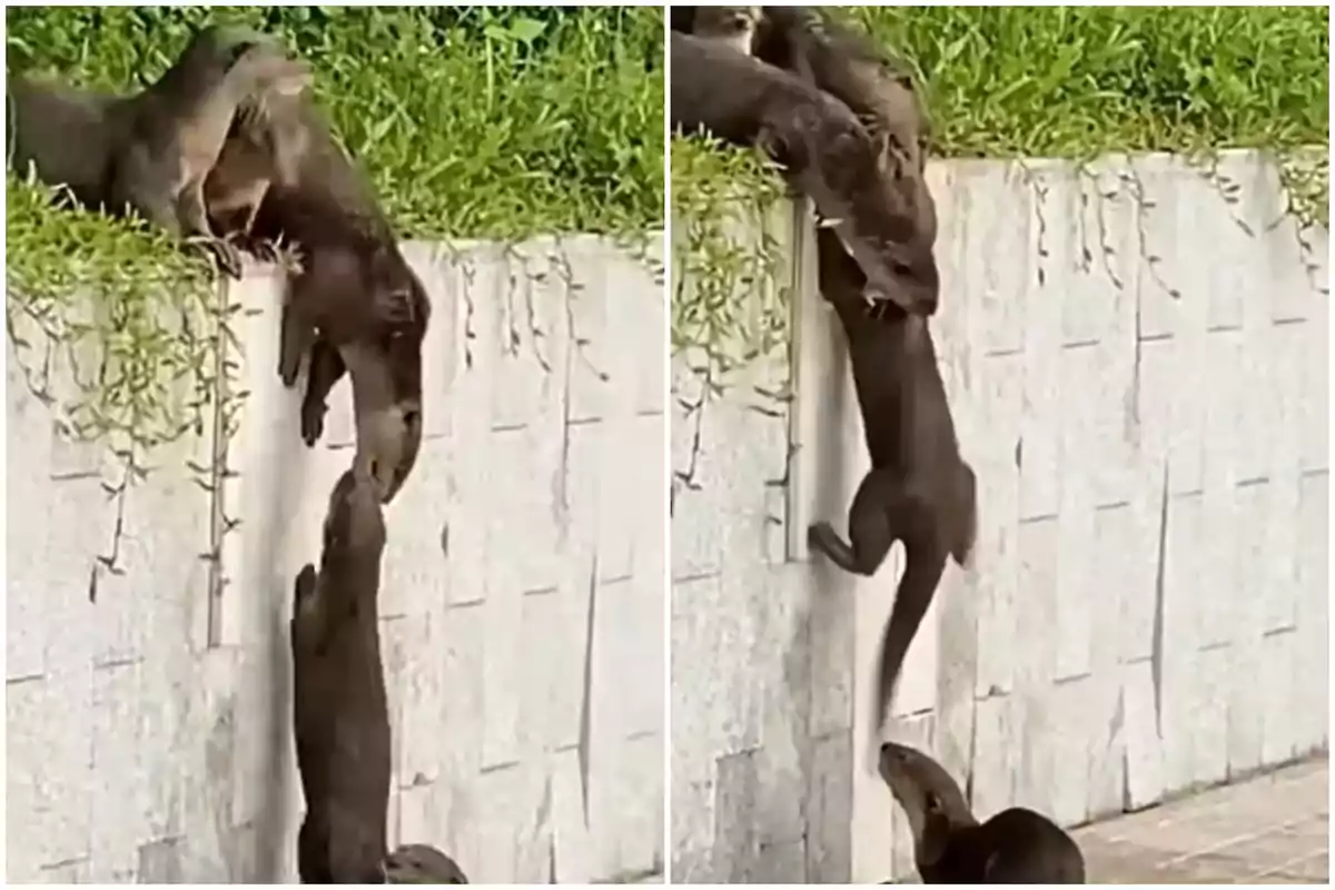 Nutrias colaborando para ayudar a una de ellas a subir un muro.