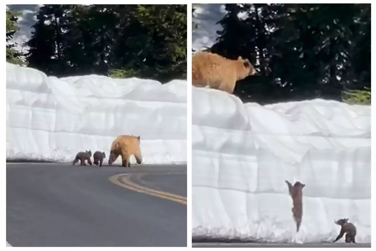 Una osa y sus dos crías caminan por una carretera rodeada de altos muros de nieve, mientras una de las crías intenta escalar el muro.