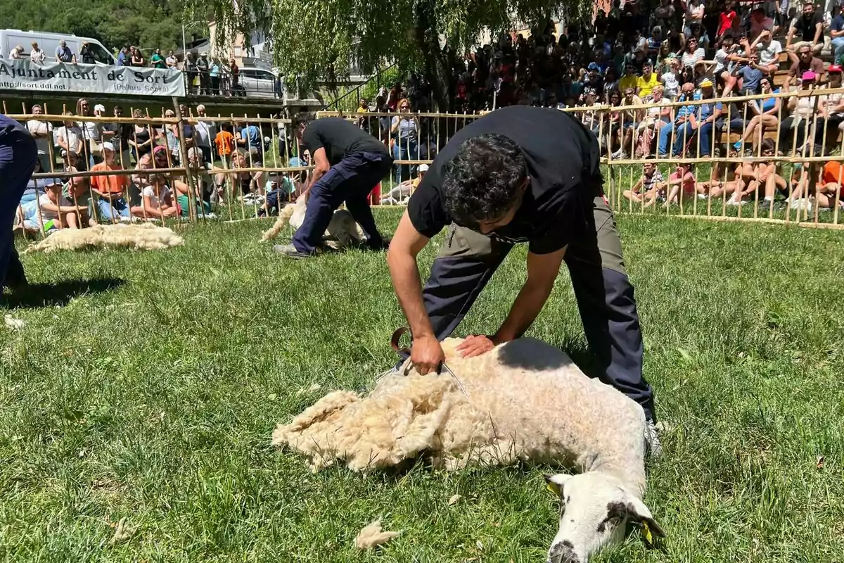 Personas esquilando ovejas en un evento al aire libre con una multitud observando.