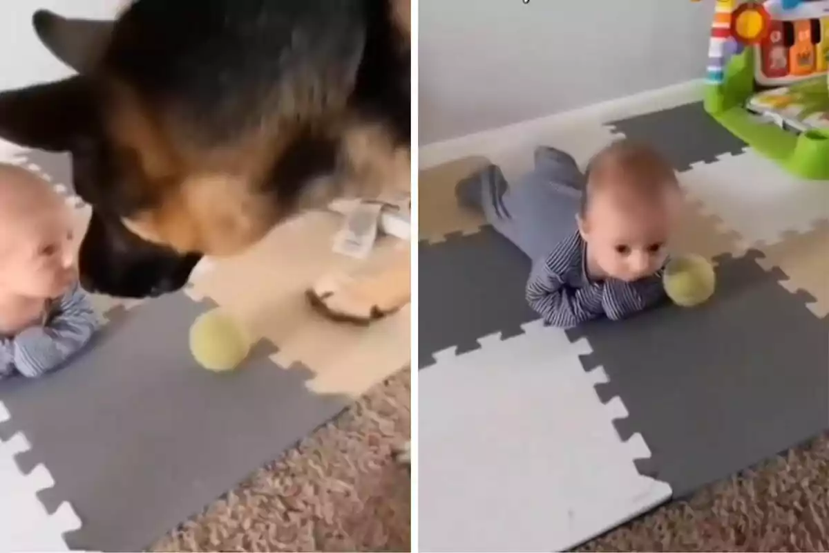 Un bebé en el suelo interactuando con un perro pastor alemán y una pelota amarilla.