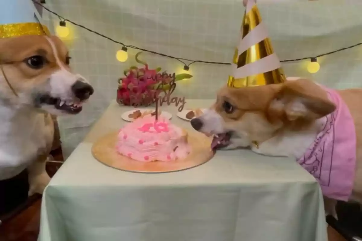 Dos perros con sombreros de fiesta celebran un cumpleaños con un pastel rosa sobre una mesa decorada.