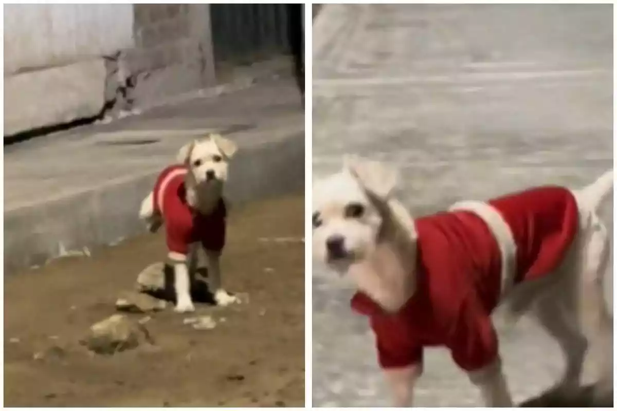 Montaje con dos imágenes del perro que aparece en el vídeo de la noticia