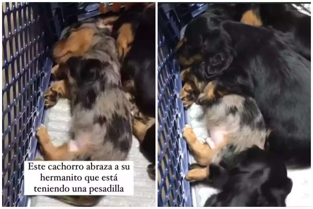 Dos cachorros están acurrucados en una cama, uno de ellos abrazando al otro mientras duermen.