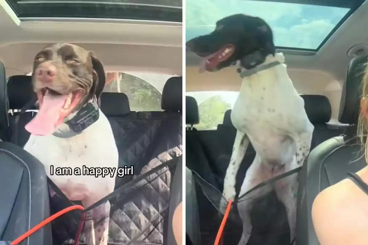 Un perro feliz con la lengua afuera sentado en el asiento trasero de un coche.