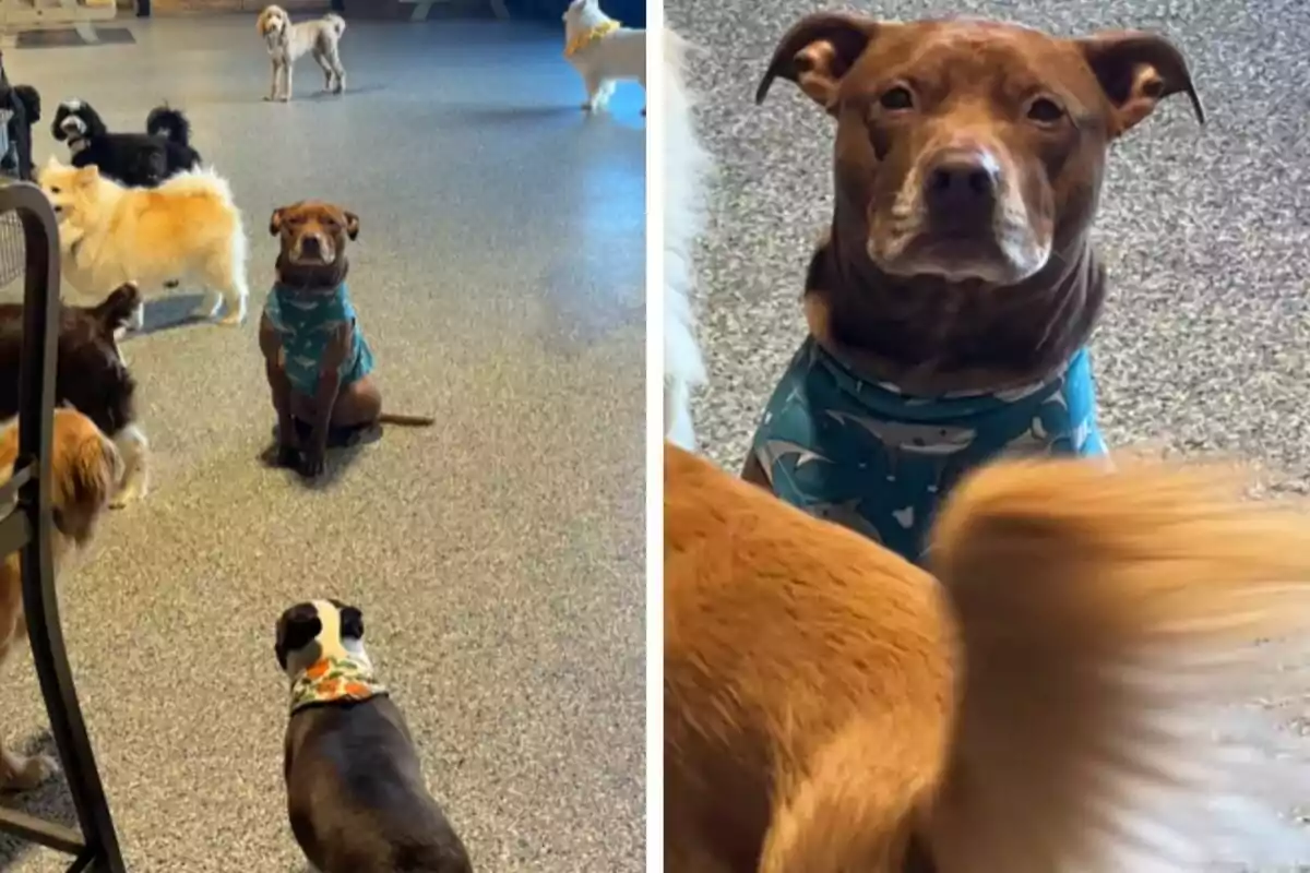 Un grupo de perros en una guardería canina, con un perro marrón en el centro usando un pañuelo azul con dibujos de tiburones, mientras otros perros están alrededor en un suelo de color gris.