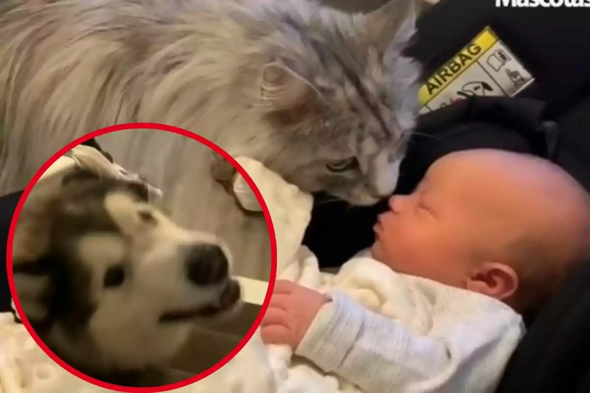 Montaje con una imagen de un gato acercándose a un bebé dormido. En la esquina inferior izquierda, dentro de un círculo, imagen de la cara de un Alaskan Malamute