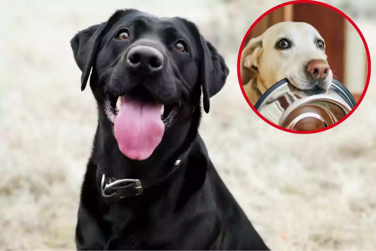 Montaje con una imagen de un perro con la lengua fuera y en la esquina superior derecha, dentro de un círculo, imagen de un perro con un cuenco de comida en la boca