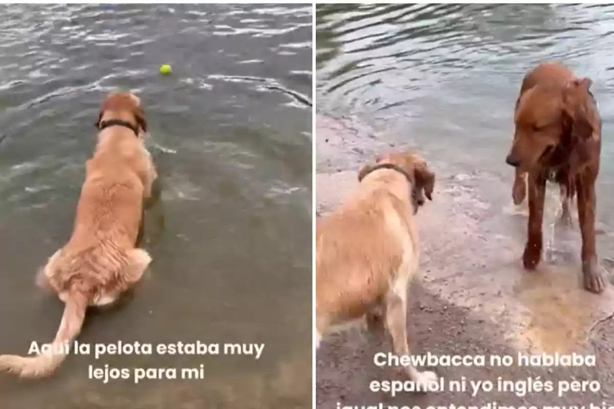 Dos perros en la orilla de un cuerpo de agua, uno de ellos se acerca a una pelota flotante mientras el otro lo observa desde la orilla.