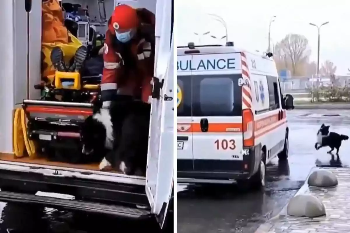 Un paramédico ayuda a un perro a bajar de una ambulancia mientras otro perro corre hacia la ambulancia estacionada.