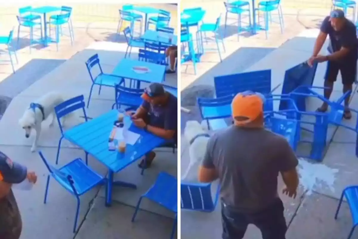 Un perro blanco con arnés azul camina entre mesas y sillas azules en una terraza, mientras dos hombres están sentados y uno de ellos revisa su teléfono; en la siguiente imagen, el perro ha volcado una mesa y sillas, y los hombres se levantan para arreglar el desorden.