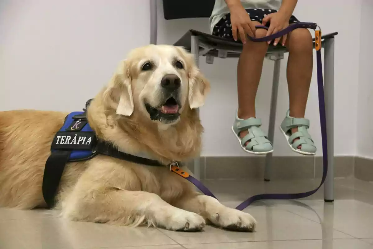 Perro de terapia acostado en el suelo junto a un niño sentado en una silla.