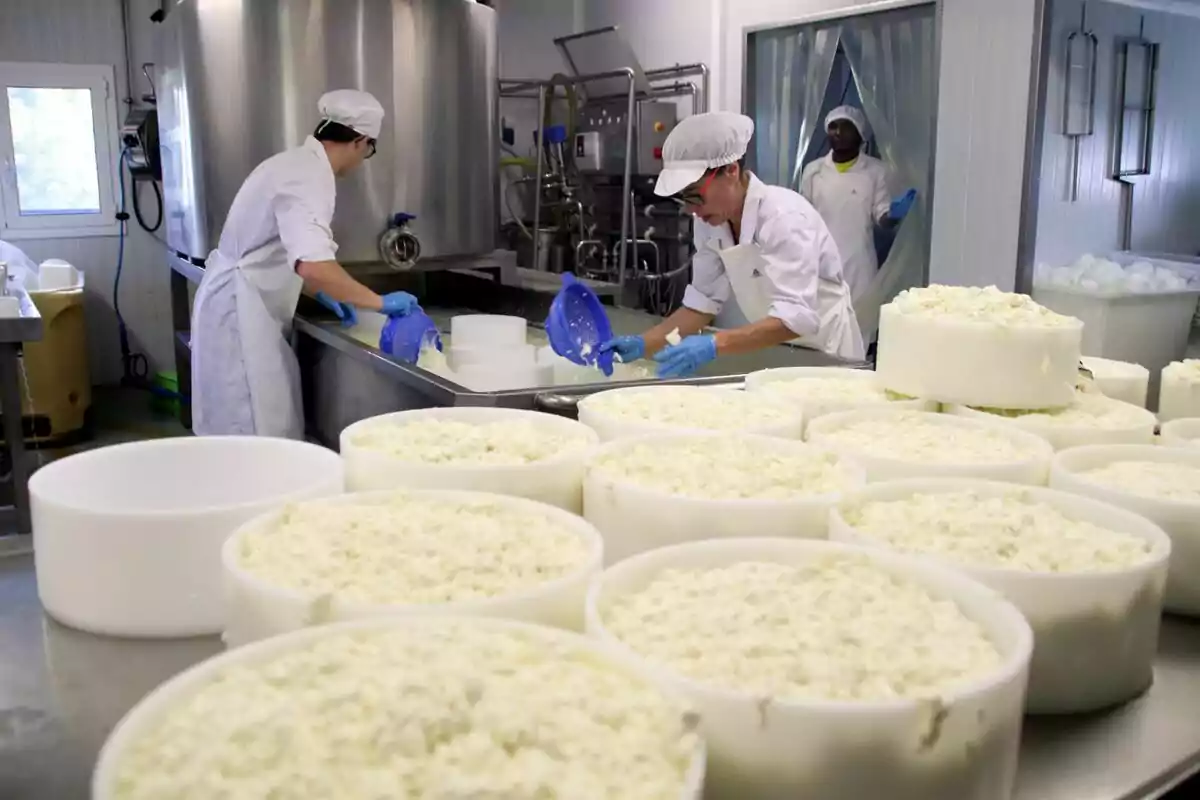 Trabajadores en una fábrica de queso manipulando grandes moldes de queso fresco.