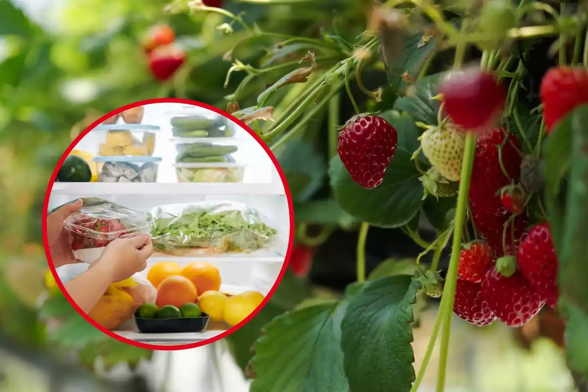 Detalle de menos de persona introduciendo un táper con fresas en una nevera llena de frutas y verduras, en un círculo rojo sobre fondo de plano detalle de una fresera