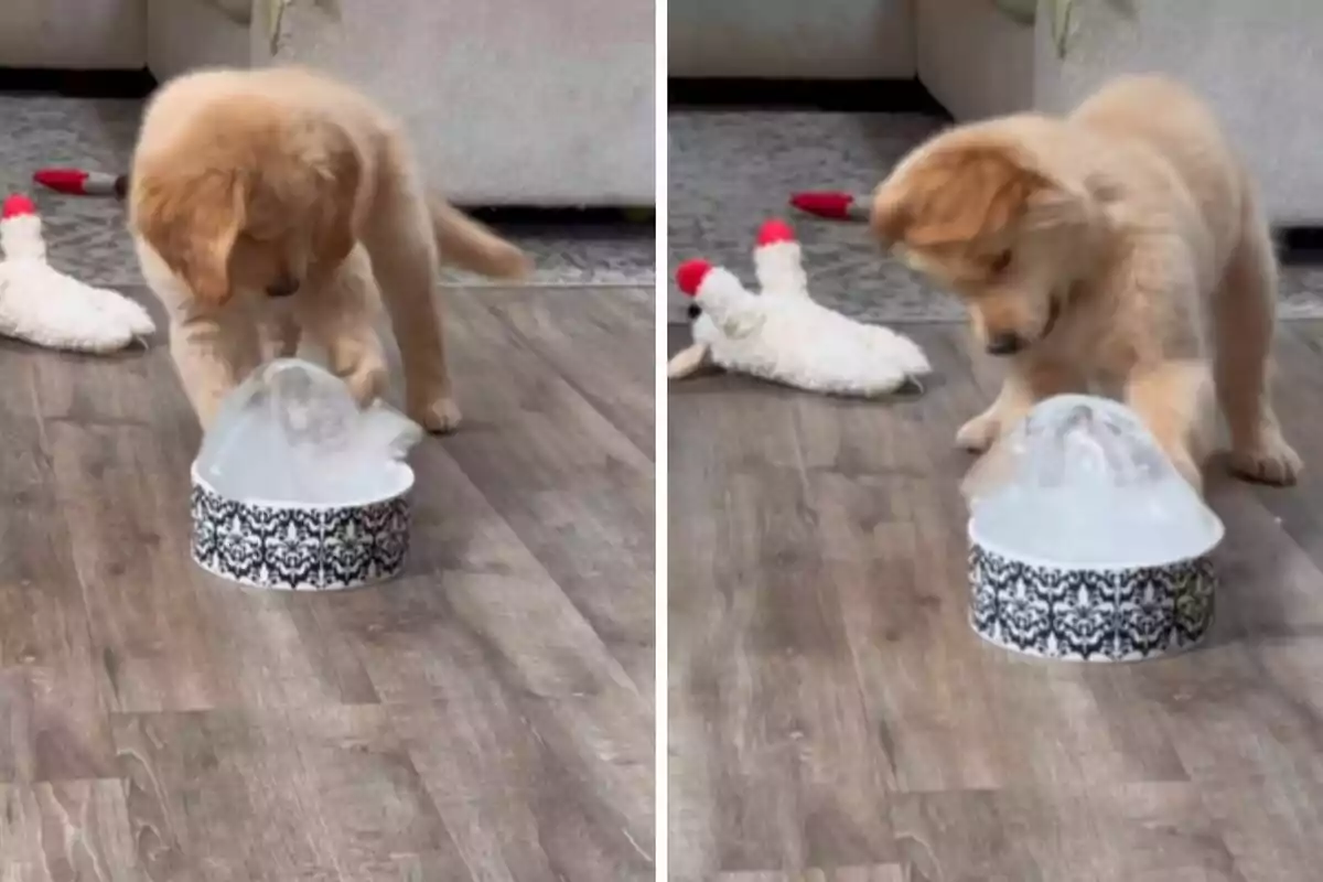 Un cachorro curioso juega con un recipiente de agua en el suelo de una sala, mientras un juguete de peluche yace cerca.