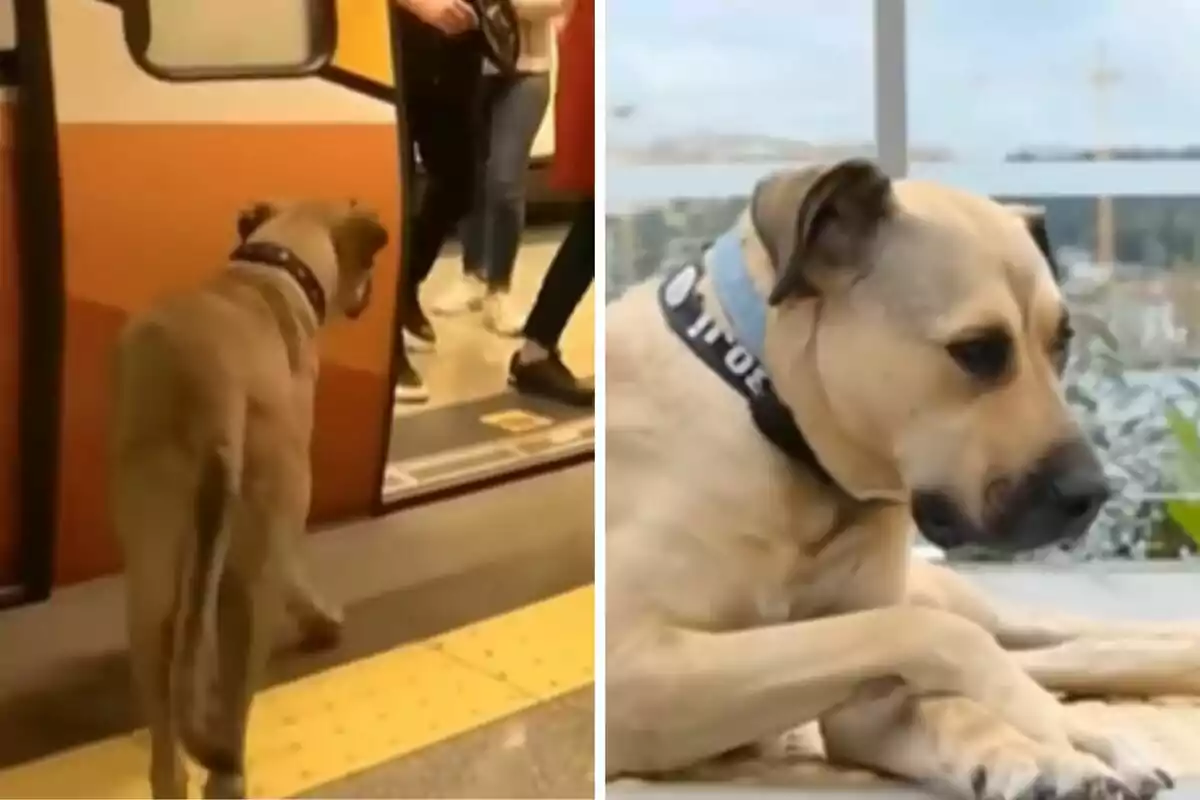 Un perro con collar está entrando a un vagón de tren en la imagen de la izquierda y descansando en la imagen de la derecha.