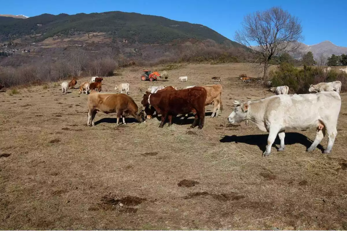 Imagen de vacas pastando