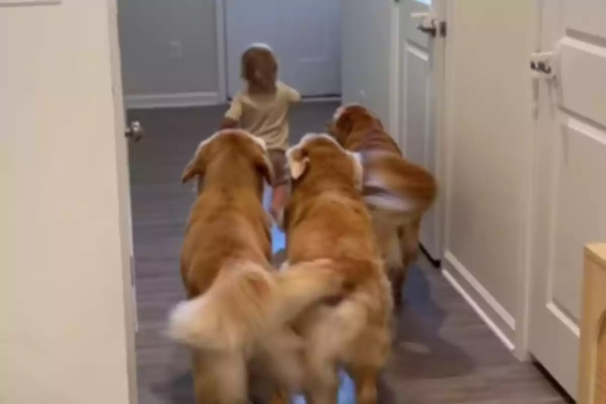 Un niño pequeño caminando por un pasillo seguido de tres perros golden retriever.