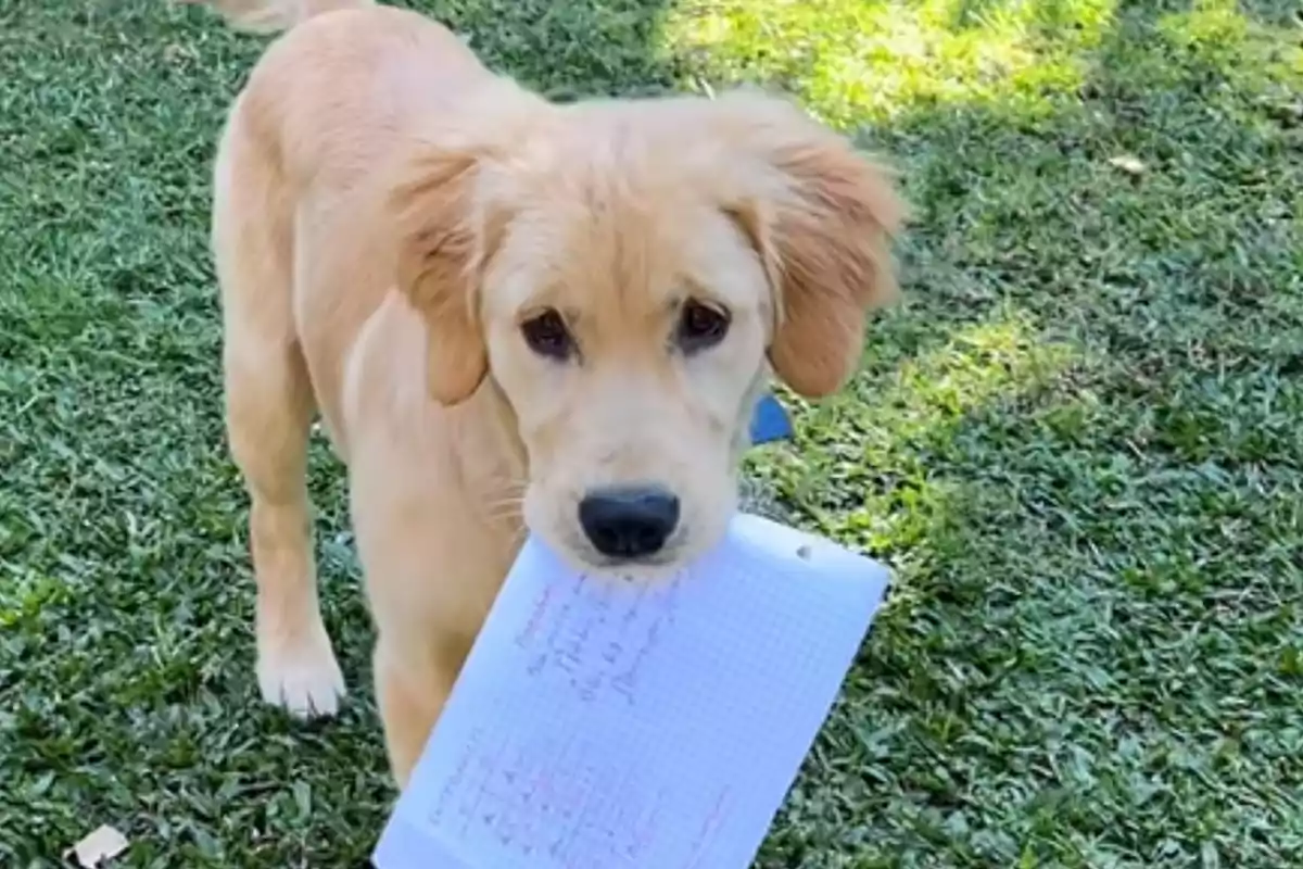 Un perro de color dorado sostiene una hoja de papel cuadriculado en su boca mientras está de pie sobre el césped.