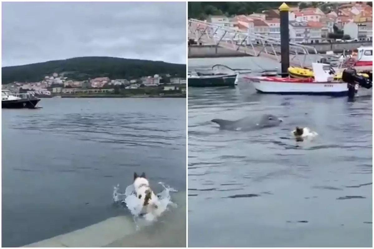 Un perro corriendo hacia el agua y nadando junto a un delfín cerca de un muelle con barcos y casas en el fondo.