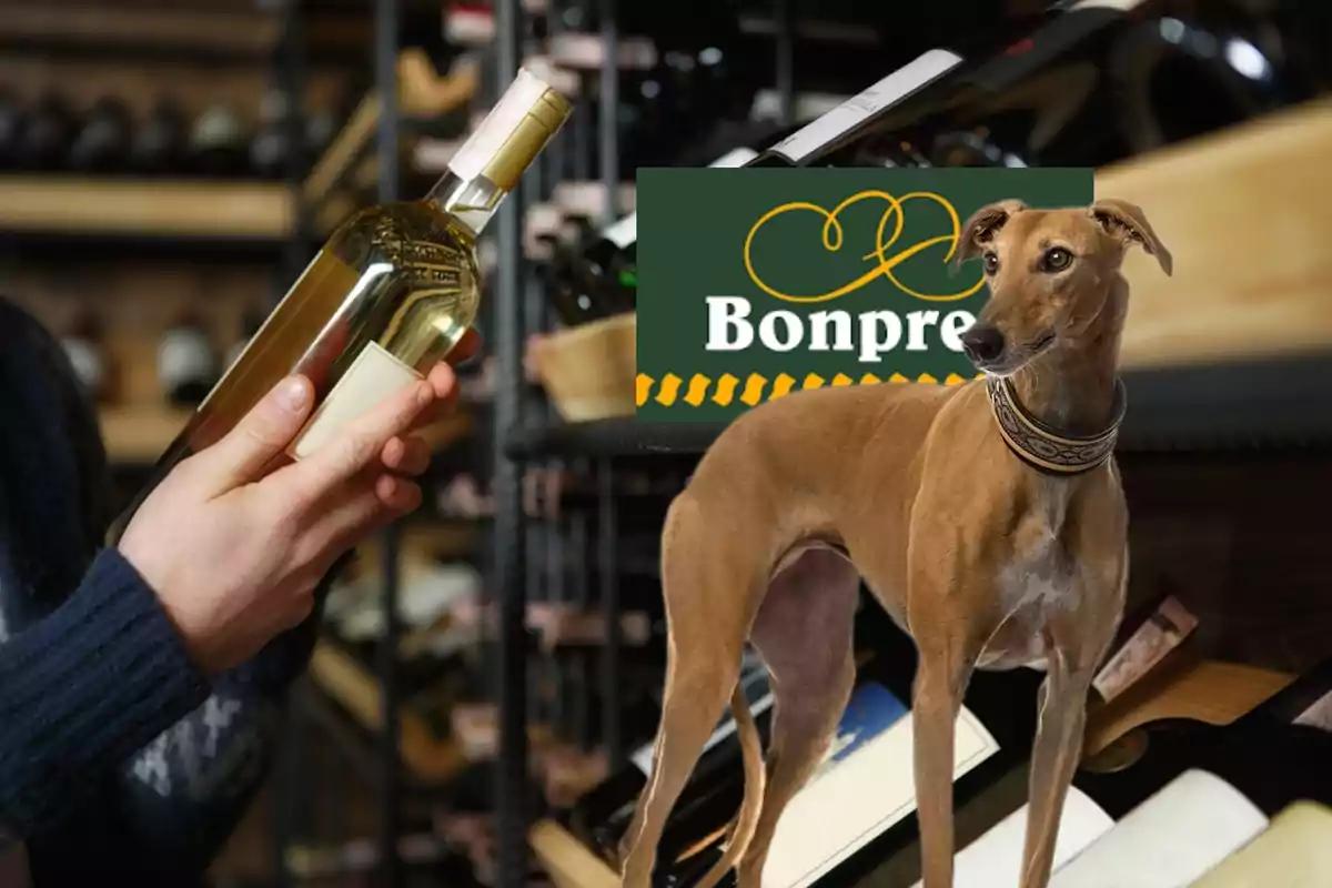 Botellas de vino y un perro galgo junto al logo de Bonpreu