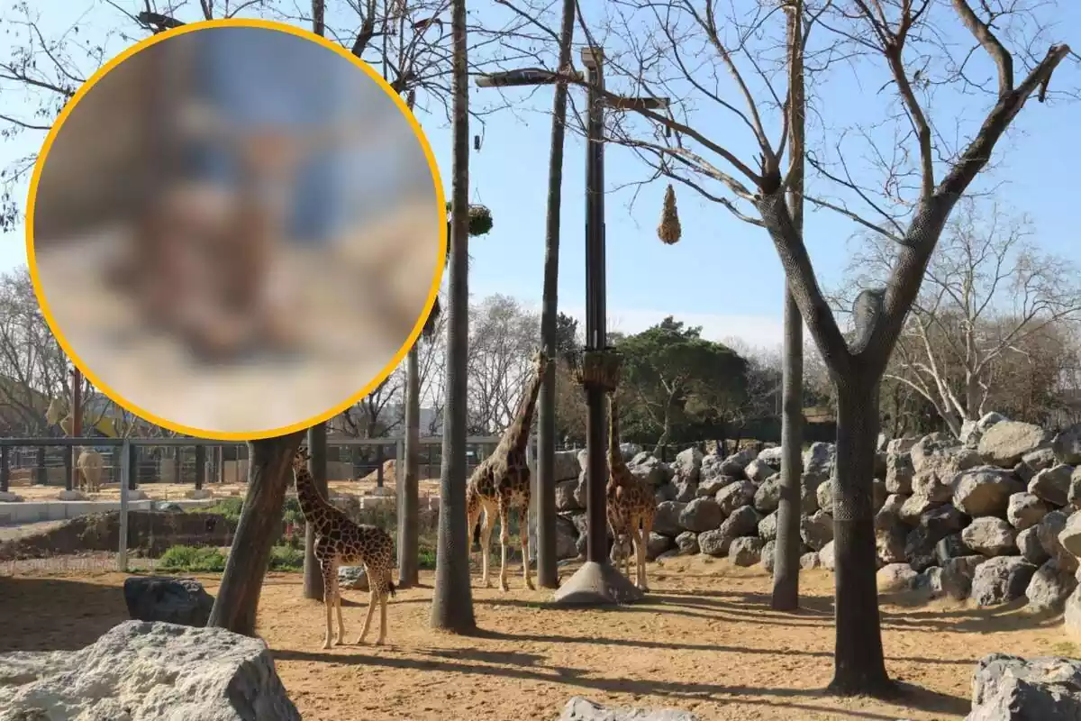 Montaje con una imagen de jirafas en el zoo de Barcelona y en la esquina superior izquierda, dentro de un círculo y difuminada, imagen de la cría a la que hace referencia la noticia